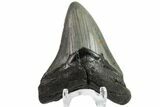 Fossil Megalodon Tooth - North Carolina #152986-1